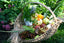 French Cocotte Herb Garden