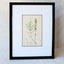 Sowerby Moss Book Plate No. 1