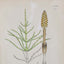 Sowerby Moss Book Plate No. 1